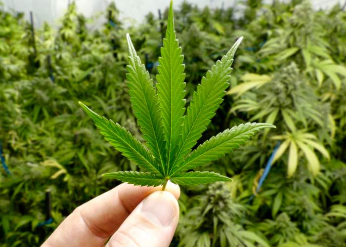 Марихуана Марихуана