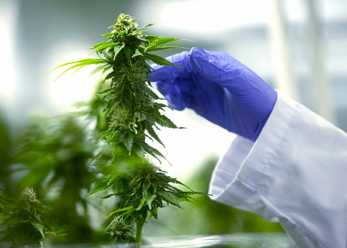 Культивирование бактерий Культивирование бактерий