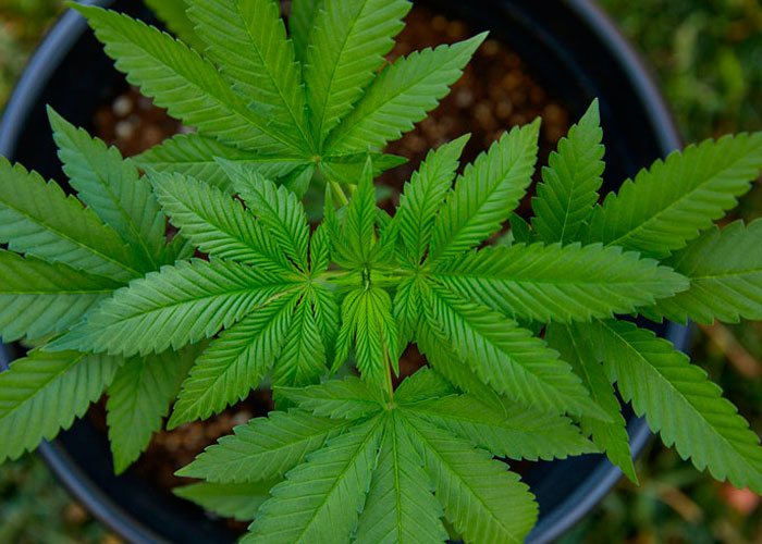 Каннабис индика Каннабис индика