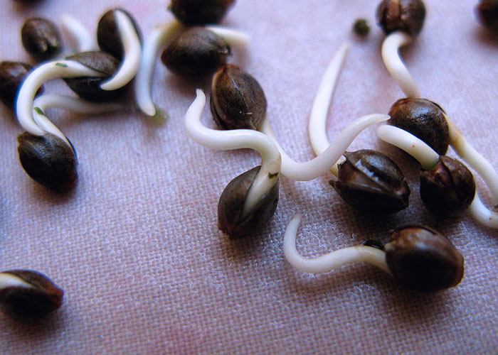 Проращивание семян конопли Проращивание семян конопли