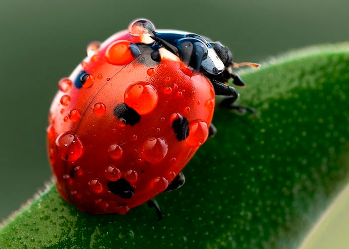 Кокцинеллиды Кокцинеллиды