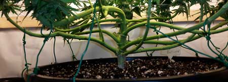 как сохранить растения компактными как сохранить растения компактными