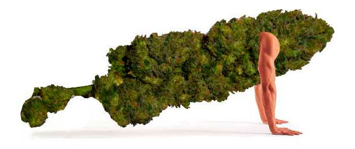 Как не допустить ошибок при тренировке конопли Как не допустить ошибок при тренировке конопли