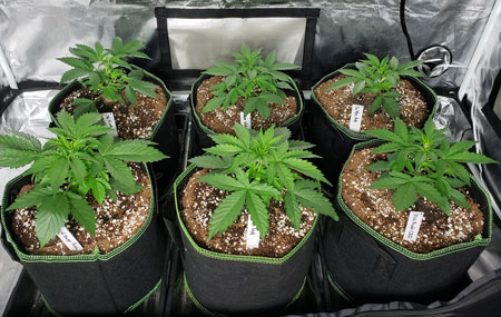 как сохранить растения компактными как сохранить растения компактными