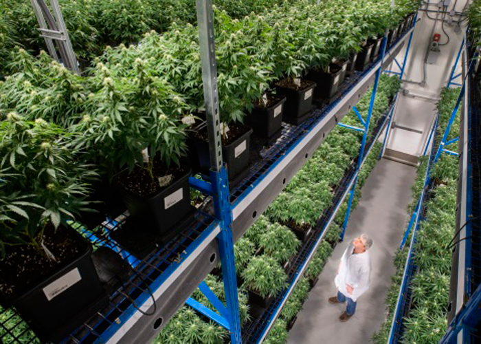 Основные вертикальные системы выращивания Основные вертикальные системы выращивания