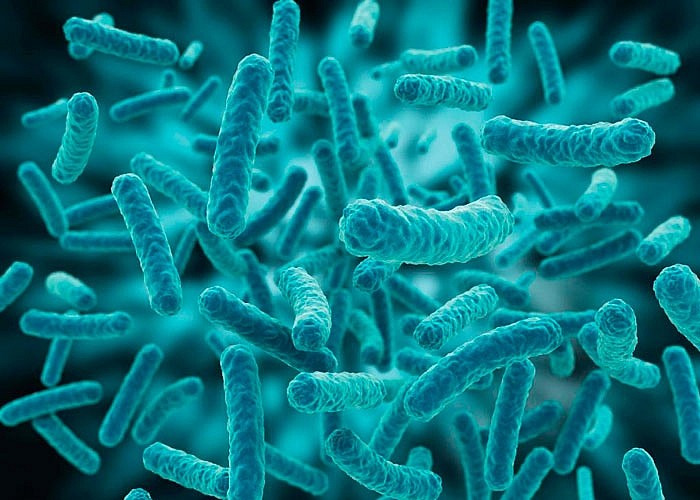 Особенности выращивания каннабиса на органике молочнокислых бактерий Lactic Acid Bacteria (LAB) Особенности выращивания каннабиса на органике молочнокислых бактерий Lactic Acid Bacteria (LAB)