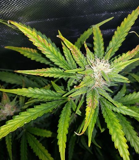 факторы недостатка питательных веществ факторы недостатка питательных веществ