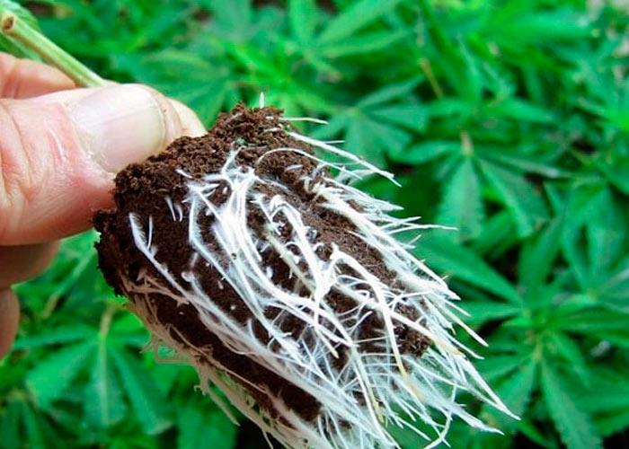 Какие преимущества клоно Какие преимущества клоно