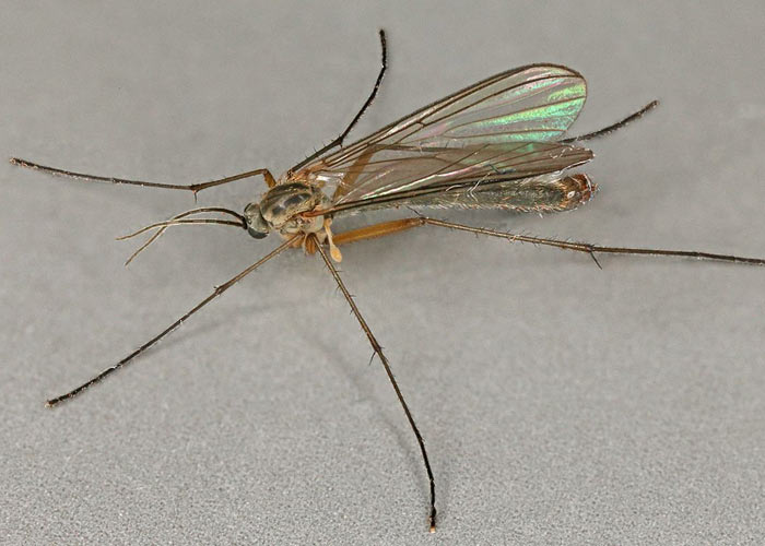 Грибные комары (плоскоуски) Грибные комары (плоскоуски)