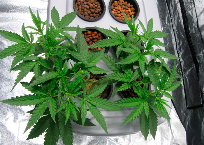 Как не допустить ошибок при тренировке конопли Как не допустить ошибок при тренировке конопли