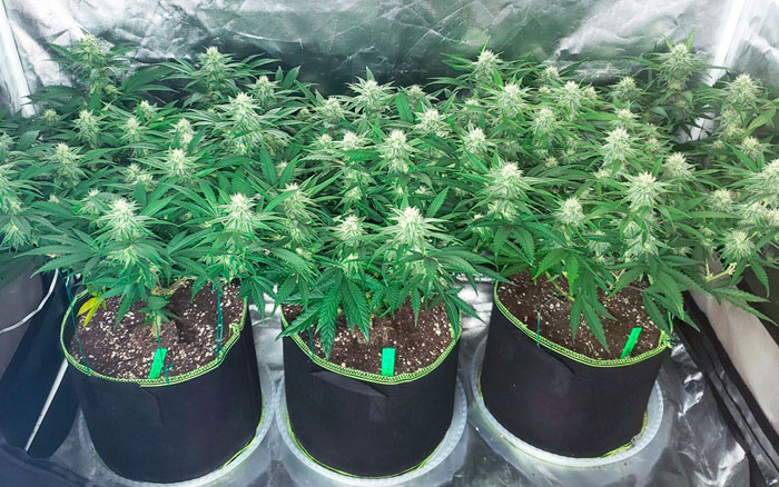 Факторы недостатка питательных веществ Факторы недостатка питательных веществ