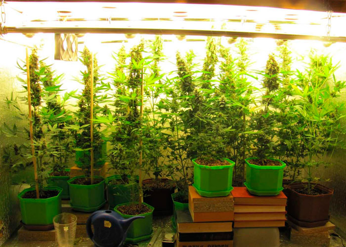 Всегда начинайте с качественной генетики Всегда начинайте с качественной генетики