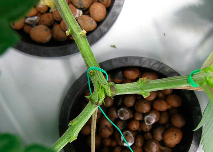 Как не допустить ошибок при тренировке конопли Как не допустить ошибок при тренировке конопли