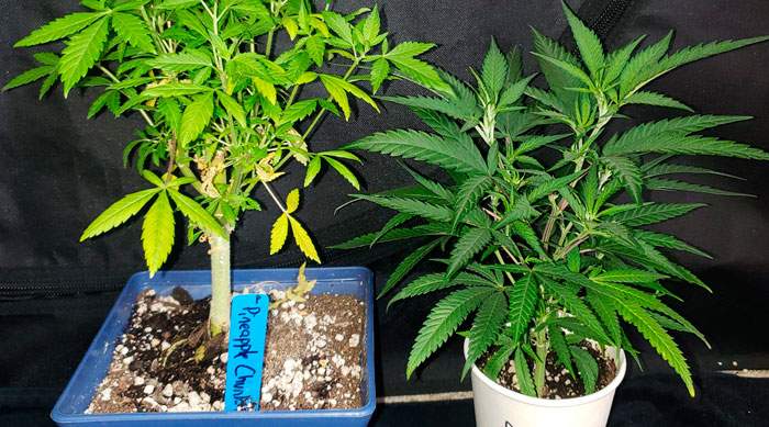 Факторы недостатка питательных веществ Факторы недостатка питательных веществ