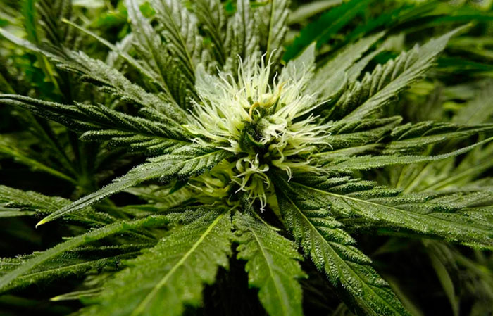 Удобрения Удобрения