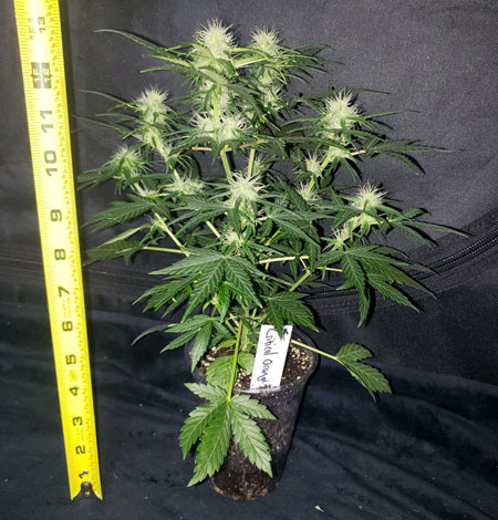 как сохранить растения компактными как сохранить растения компактными