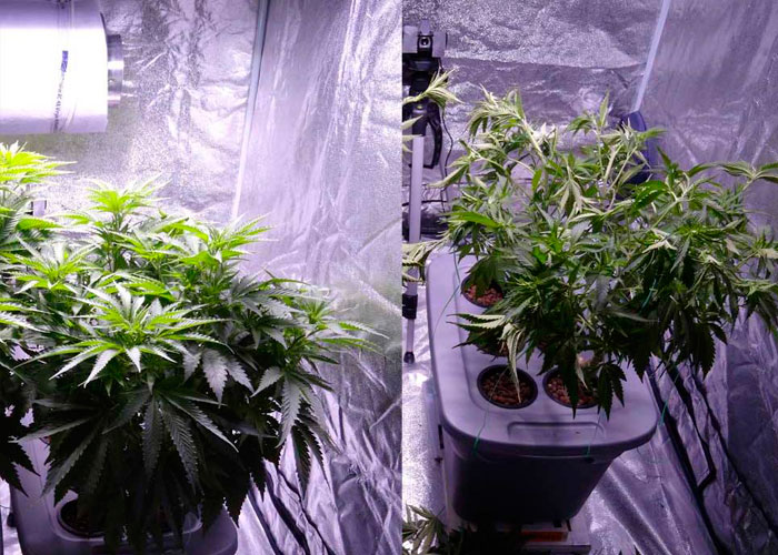 Как не допустить ошибок при тренировке конопли Как не допустить ошибок при тренировке конопли