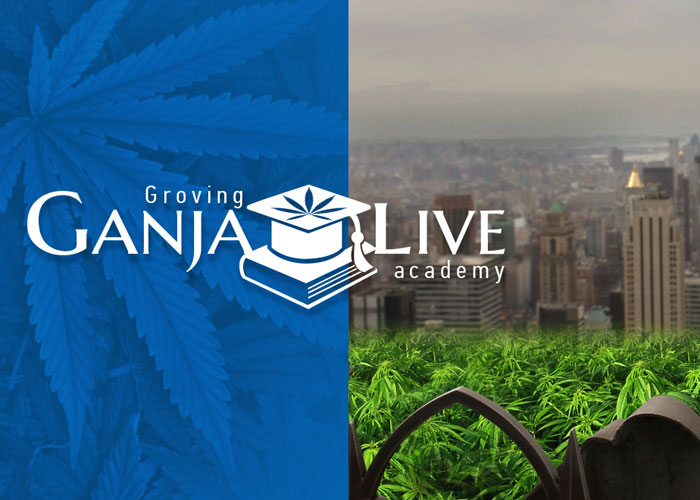 Академия гроверов: Преимущества Академия гроверов: Преимущества