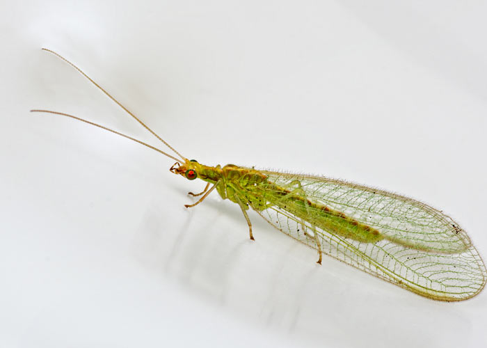 Зеленый златоглазок Зеленый златоглазок