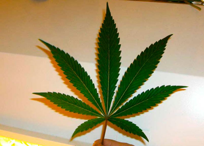 Как не допустить ошибок при тренировке конопли Как не допустить ошибок при тренировке конопли