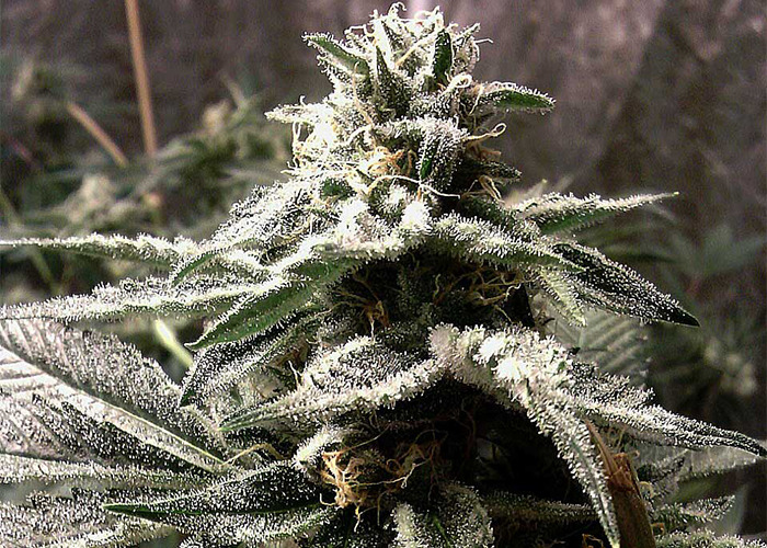 Что такое сахарные листья? Что такое сахарные листья?