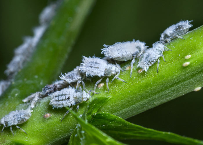 Мучнистые червецы Мучнистые червецы