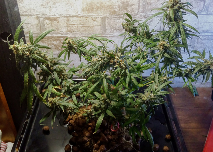 Жизненный цикл в системе Aquaponic Жизненный цикл в системе Aquaponic