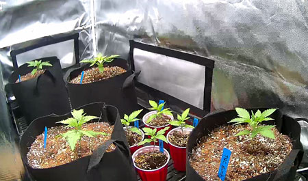 как сохранить растения компактными как сохранить растения компактными