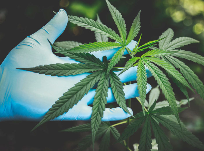 Жизненный цикл конопли Жизненный цикл конопли