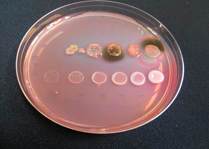 Классификация питательной среды Классификация питательной среды