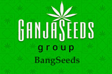 Оптовые цены на семена конопли BangSeeds Оптовые цены на семена конопли BangSeeds