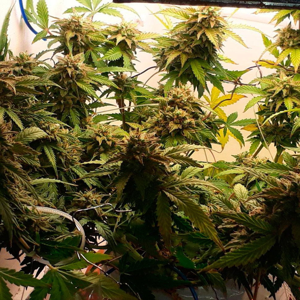 Auto Gagarin feminised Auto Gagarin feminised