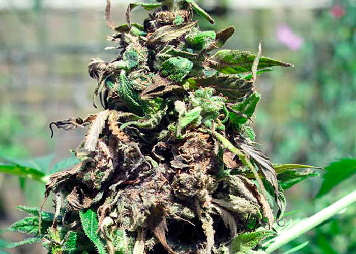 Как определить ботритис Как определить ботритис