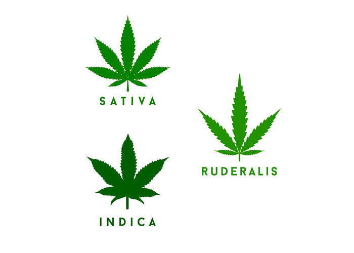 indica, sativa и ruderalis indica, sativa и ruderalis