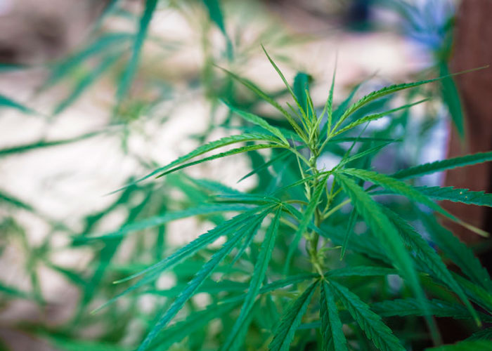 Каннабис рудералис Каннабис рудералис