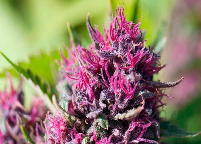 Эффект сортов purple Эффект сортов purple