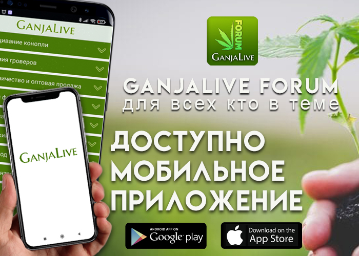 GanjaLive представляет первое мобильное приложение для форума GanjaLive представляет первое мобильное приложение для форума