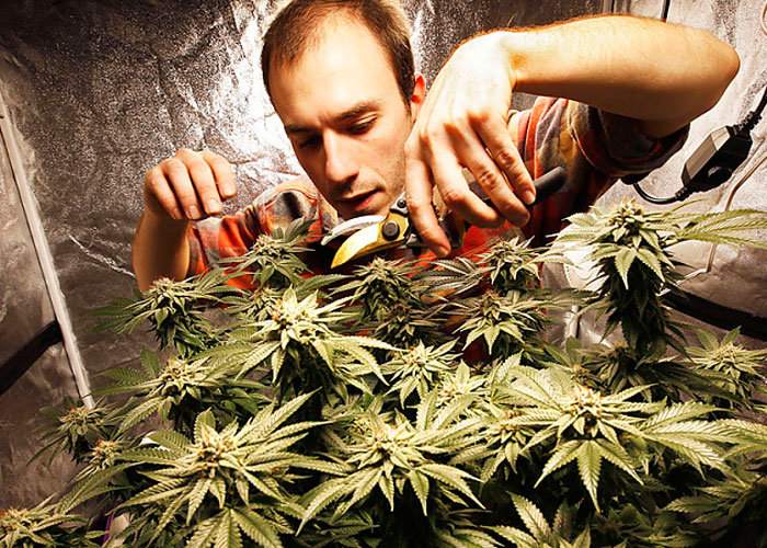 Харвест Харвест