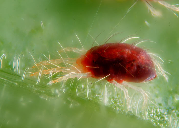 Паутинный клещ Паутинный клещ