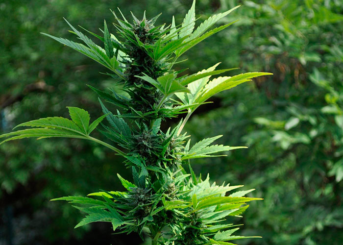 Auto Lowryder2 feminised Auto Lowryder2 feminised