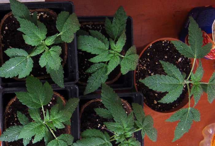 Пересадка саженцев Пересадка саженцев