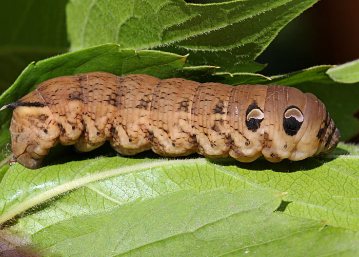 Гусеницы Гусеницы