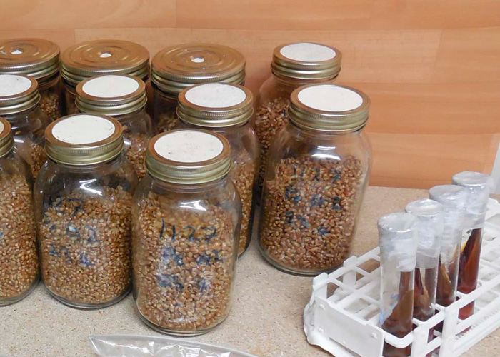 Что такое субстрат? Что такое субстрат?