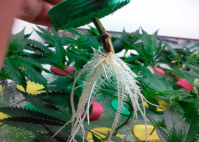 Какие недостатки клонов? Какие недостатки клонов?