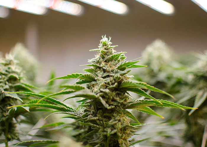 CBD от семян до урожая CBD от семян до урожая