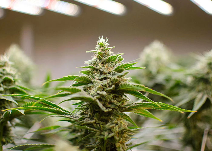 Цветение конопли Цветение конопли