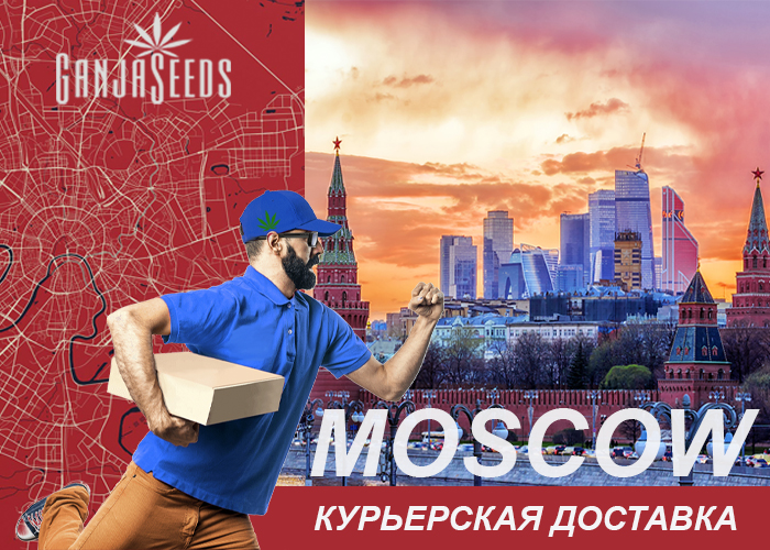 Москва: Курьерская доставка семян конопли Москва: Курьерская доставка семян конопли