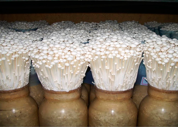 Лучший грибной субстрат Лучший грибной субстрат