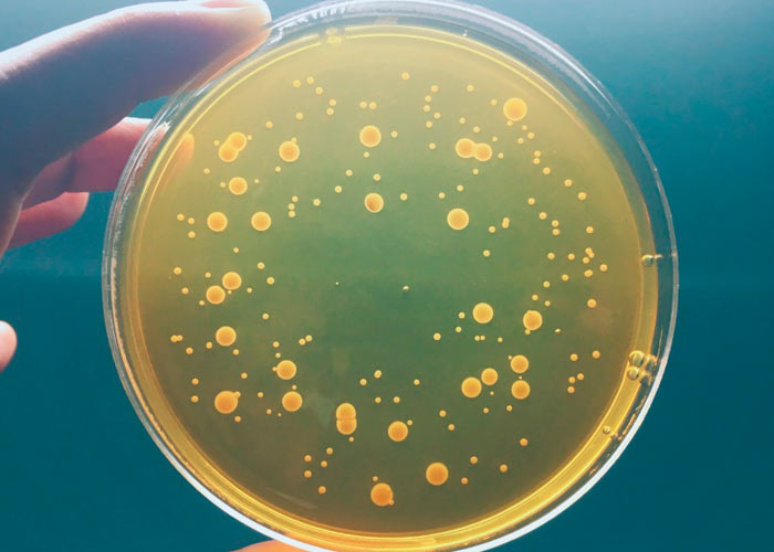 Направления микробиологии Направления микробиологии
