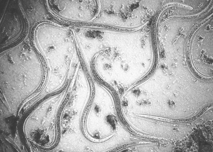 Полезная нематода Полезная нематода